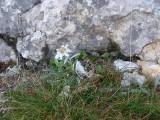 03. Troglav